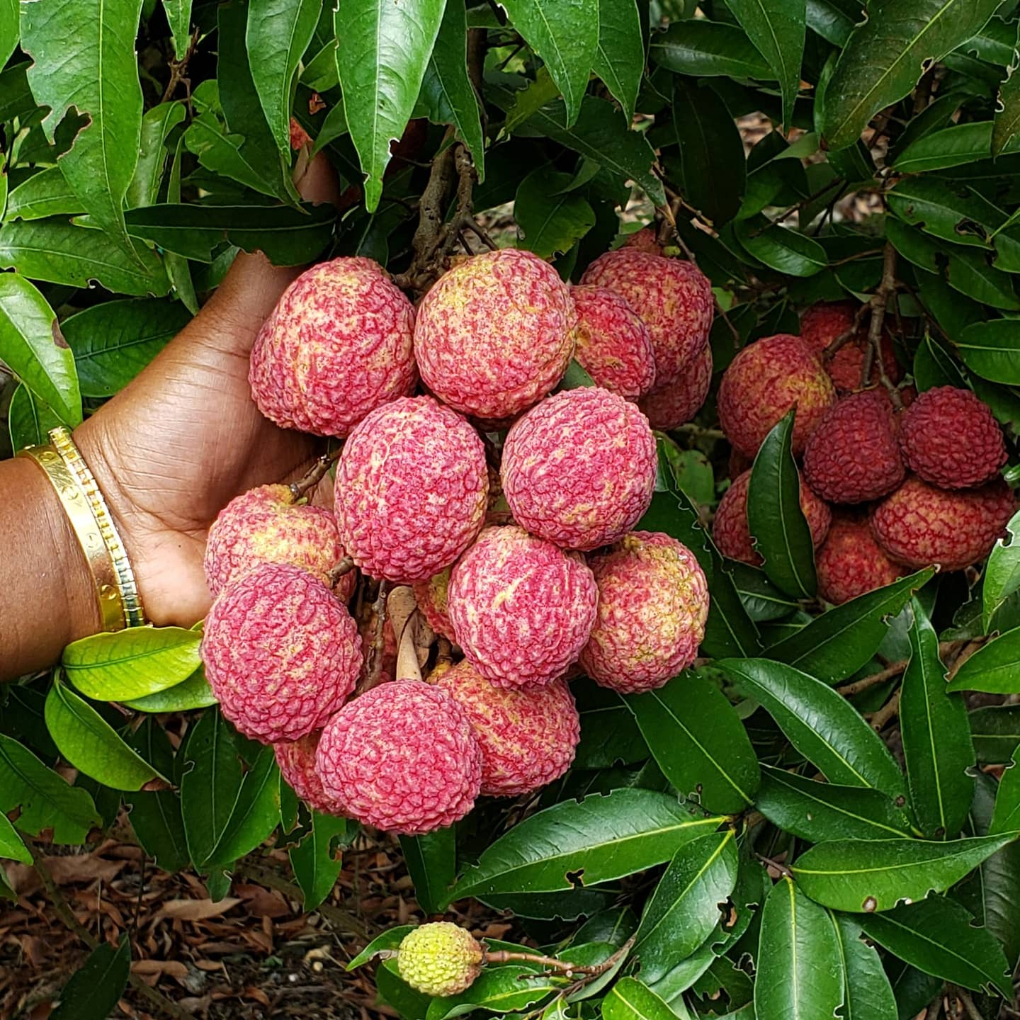 Fruit Variety Picture